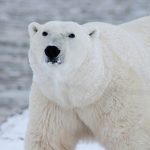 「北極暖化速度是全球暖化的四倍」專家意見