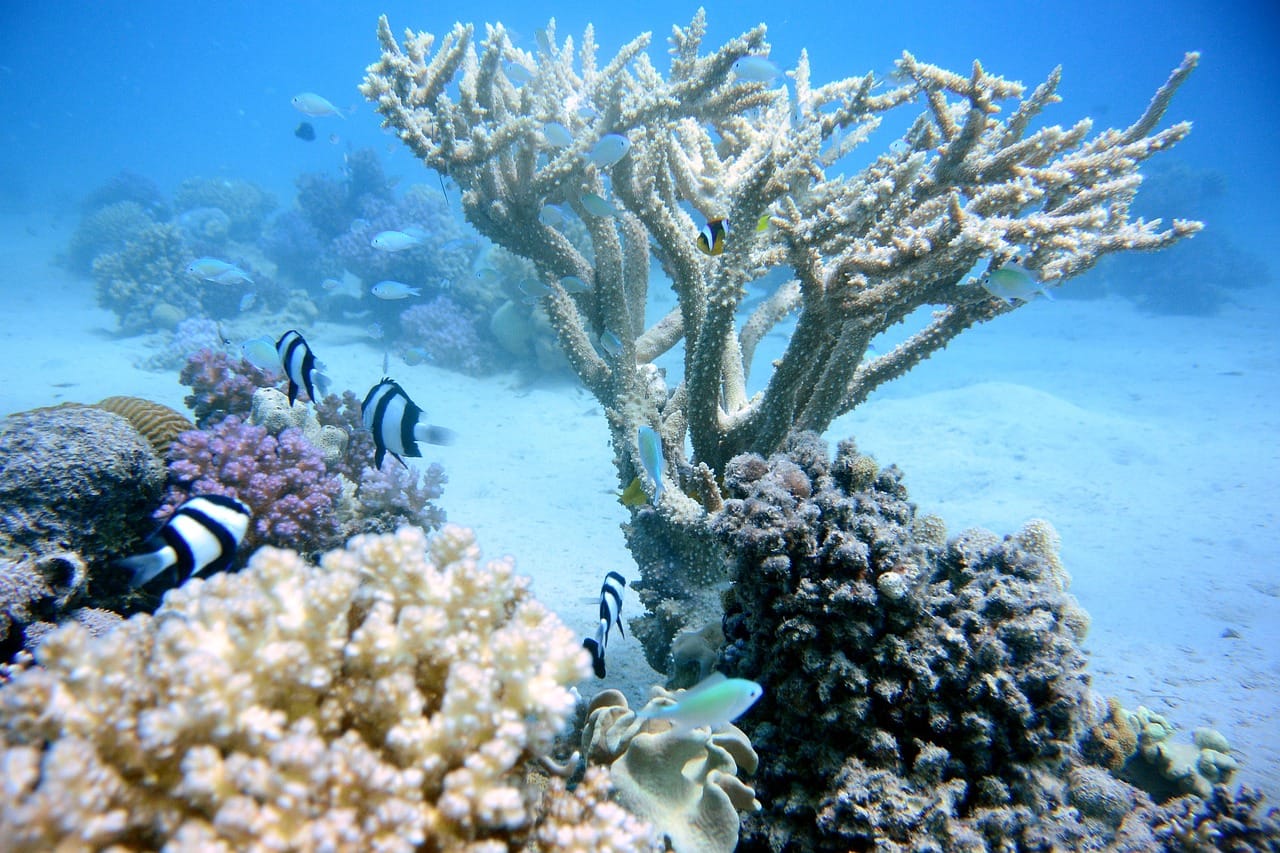 海水增溫使全球海洋珊瑚礁生態系缺氧 新聞稿