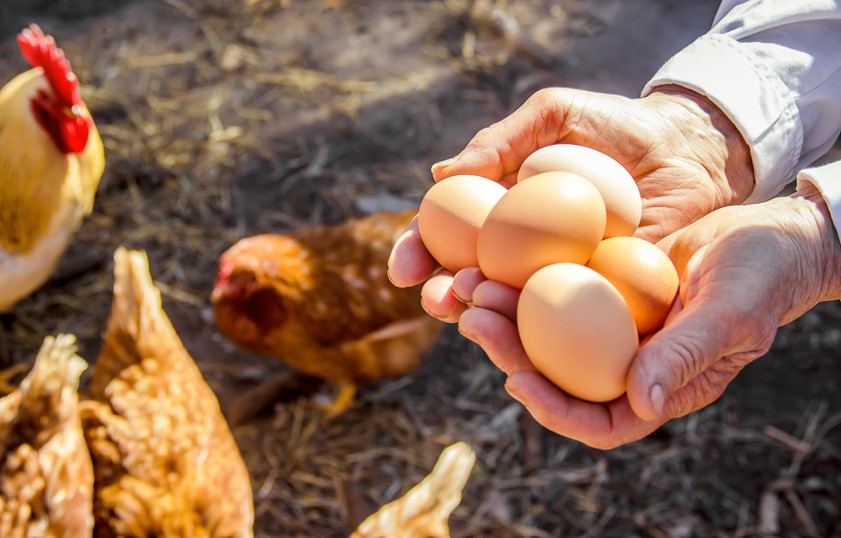 「進口蛋與台灣雞蛋產銷考量的因素」專家意見