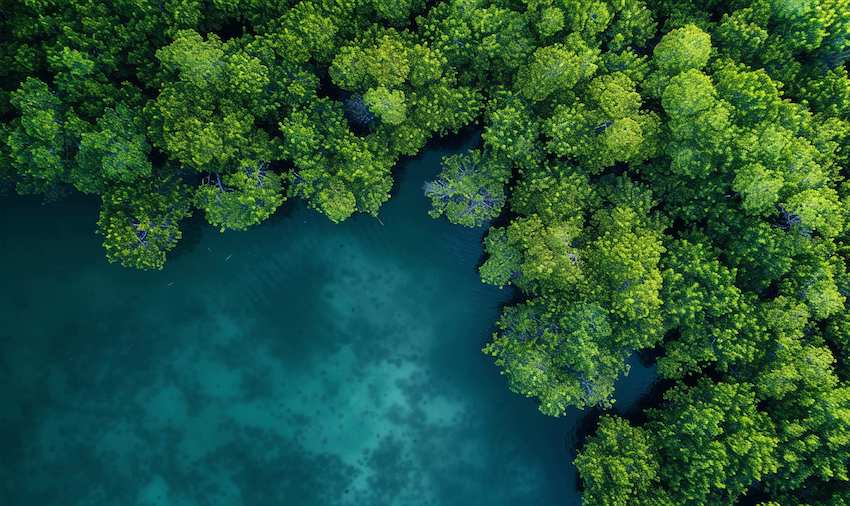 「紅樹林與海草床減碳方法學」專家意見