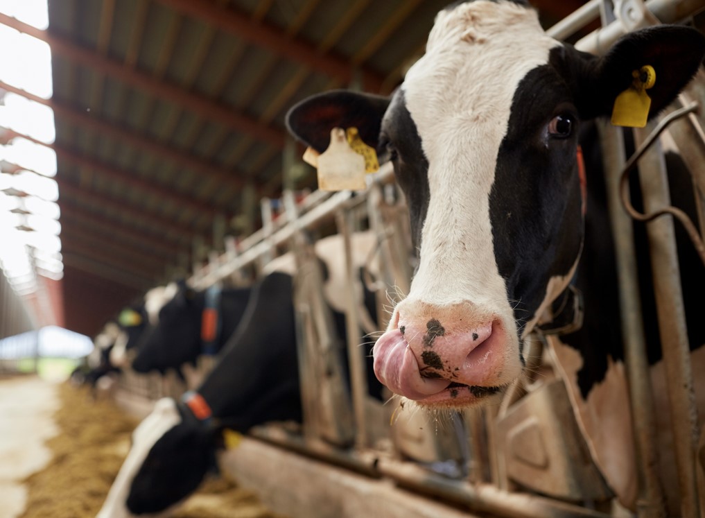 「美國乳牛爆發禽流感疫情」專家意見