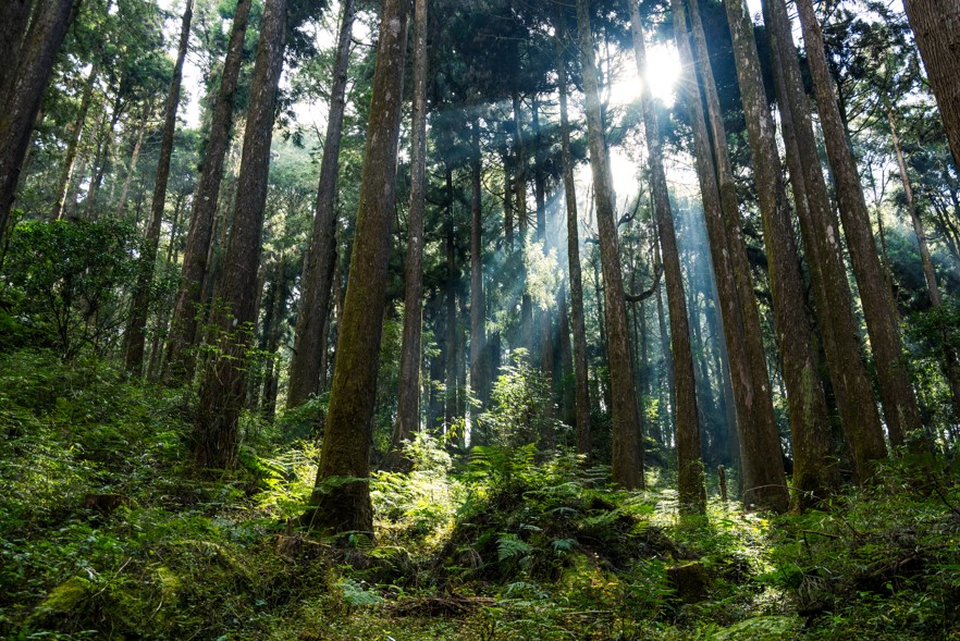 「樹木產生的異戊二烯會造成臭氧污染嗎？」專家意見
