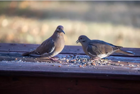 「全球首例H5N5死亡案例」專家意見